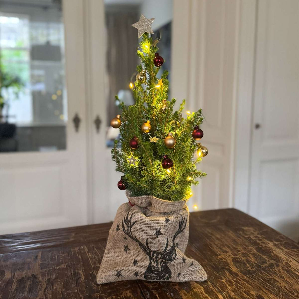 Other Green Houseplants Mini-Weihnachtsbaum Mit Jute-Sack – Picea Glauca Conica – 55–65Cm – ⌀15Cm